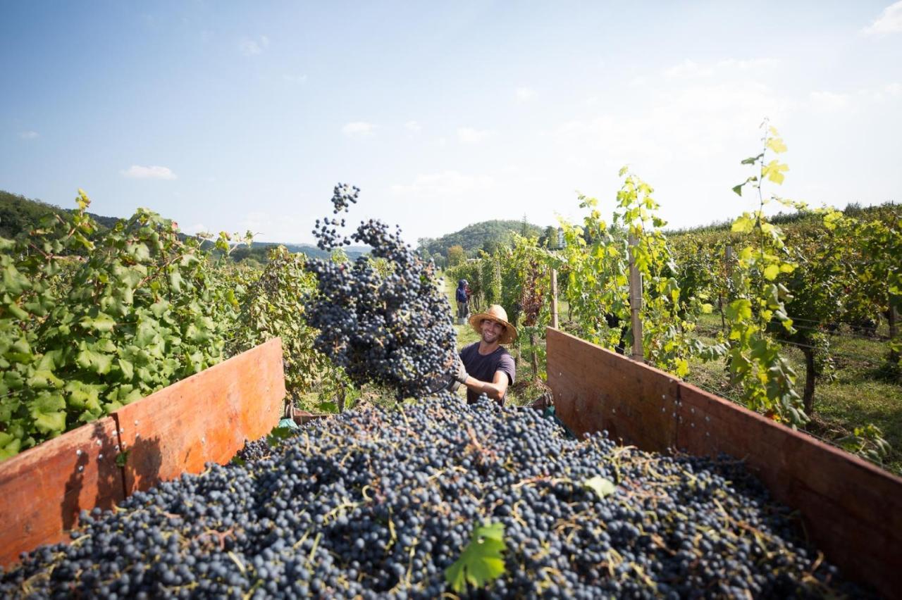 Il Roncal Wine Resort - For Wine Lovers Cividale del Friuli Exterior foto