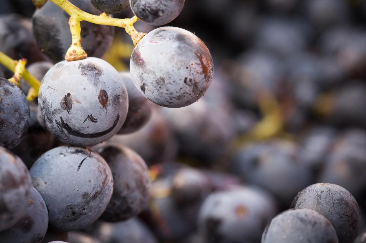 Il Roncal Wine Resort - For Wine Lovers Cividale del Friuli Exterior foto