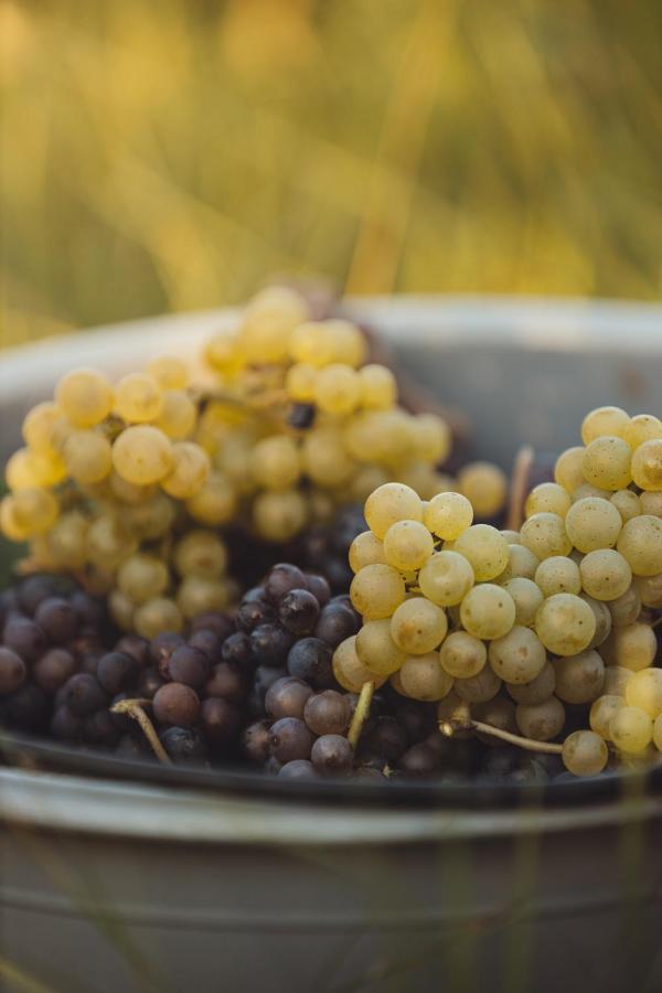 Il Roncal Wine Resort - For Wine Lovers Cividale del Friuli Exterior foto