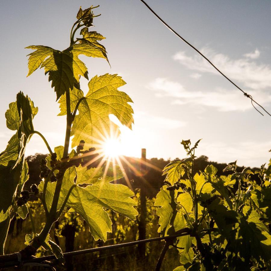 Il Roncal Wine Resort - For Wine Lovers Cividale del Friuli Exterior foto
